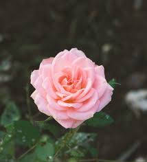 Pink Hybrid Tea Rose Flower