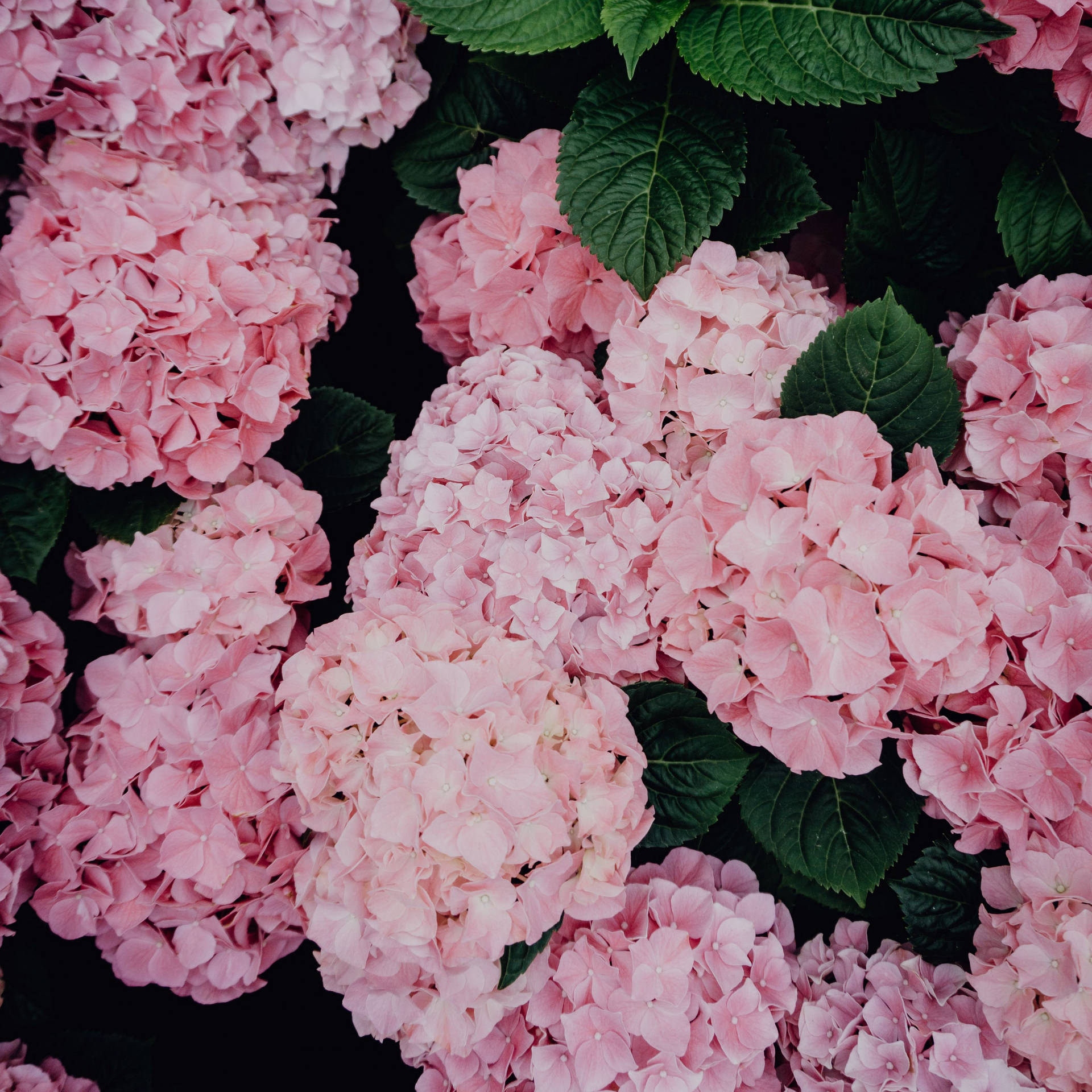 Pink Hydrangea Flowers Background