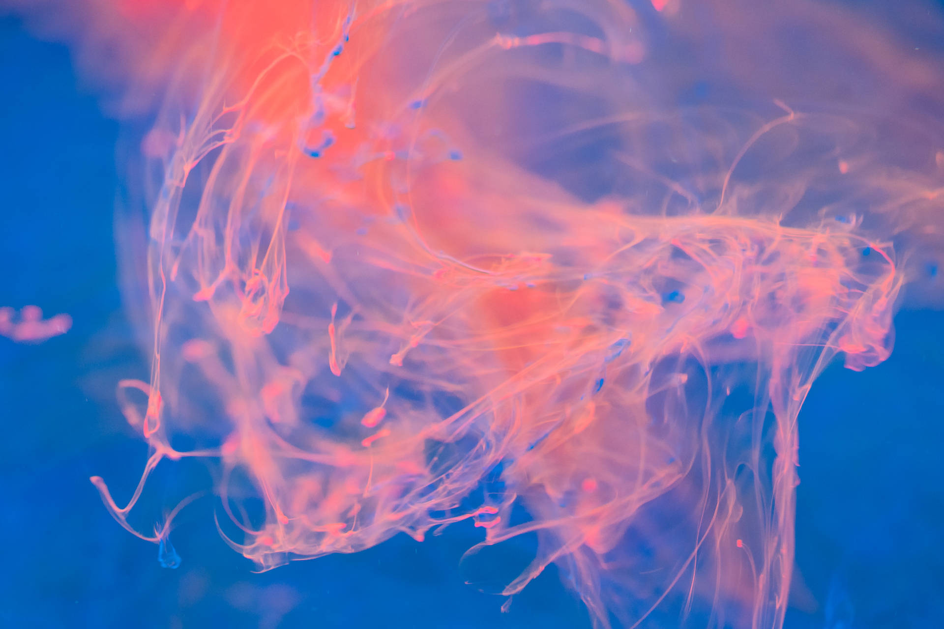 Pink Ink Explosion Blue Color Hd Background