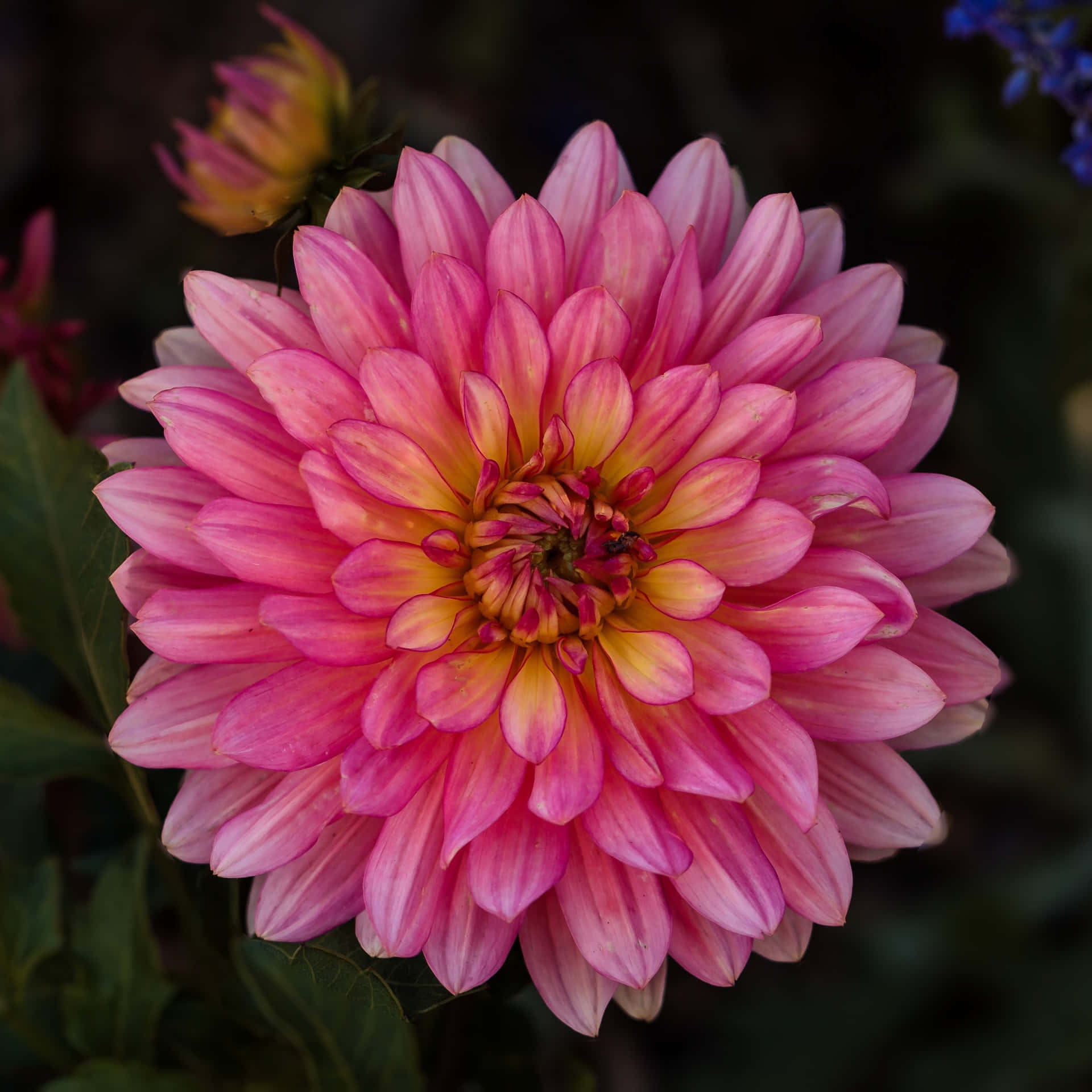 Pink Ipad Pro Flower