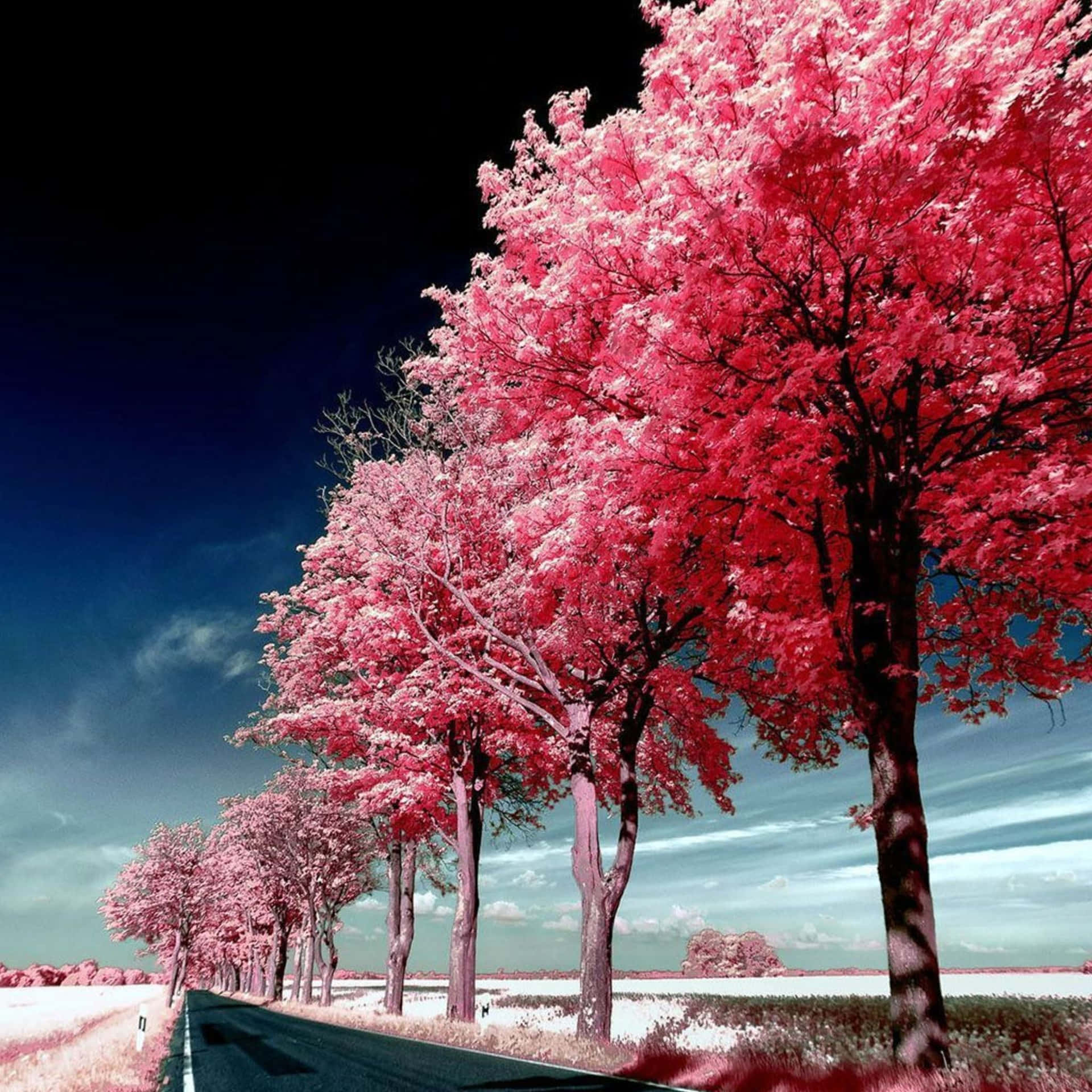 Pink Ipad Roadside Trees Photography Background