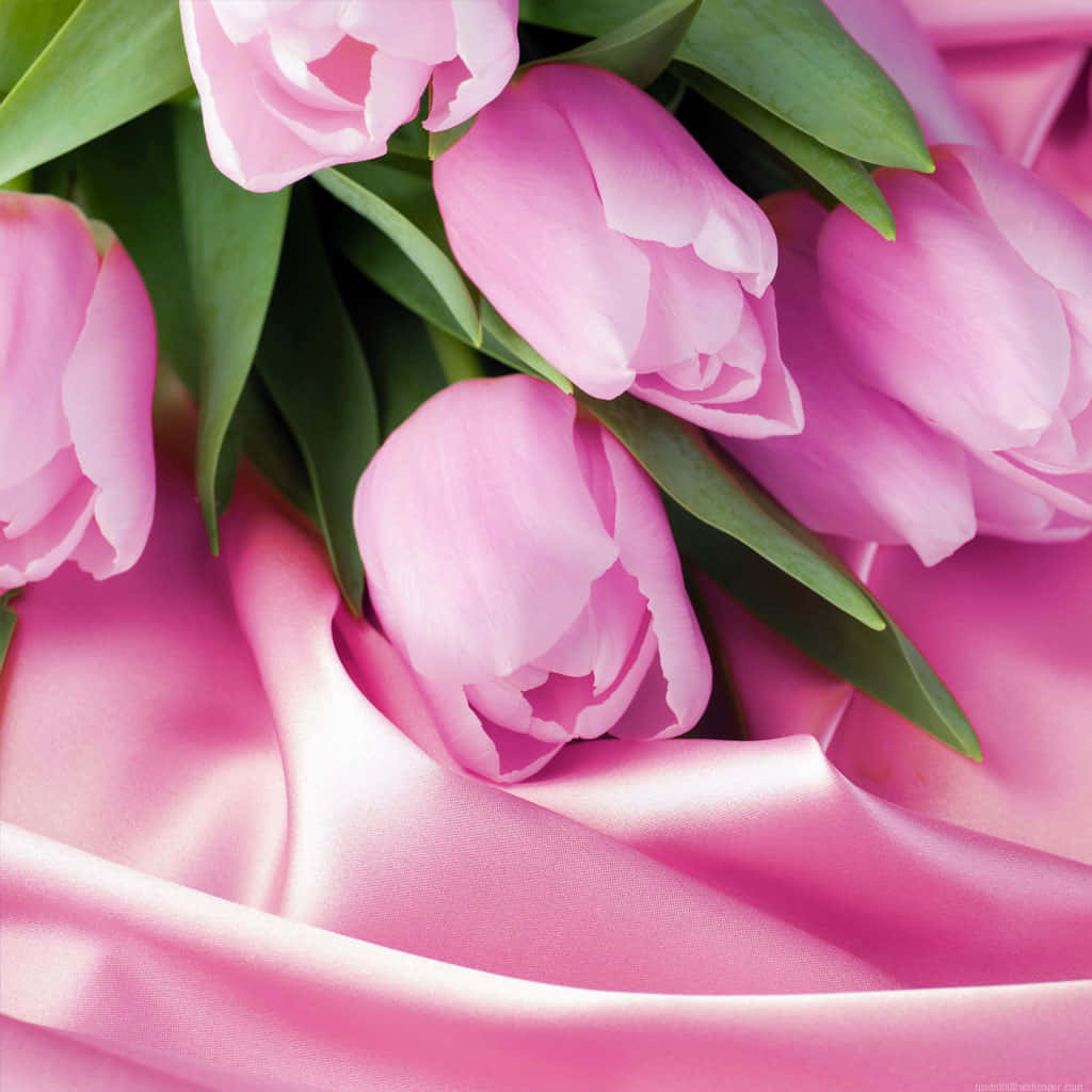 Pink Ipad Roses And Satin Photography Background