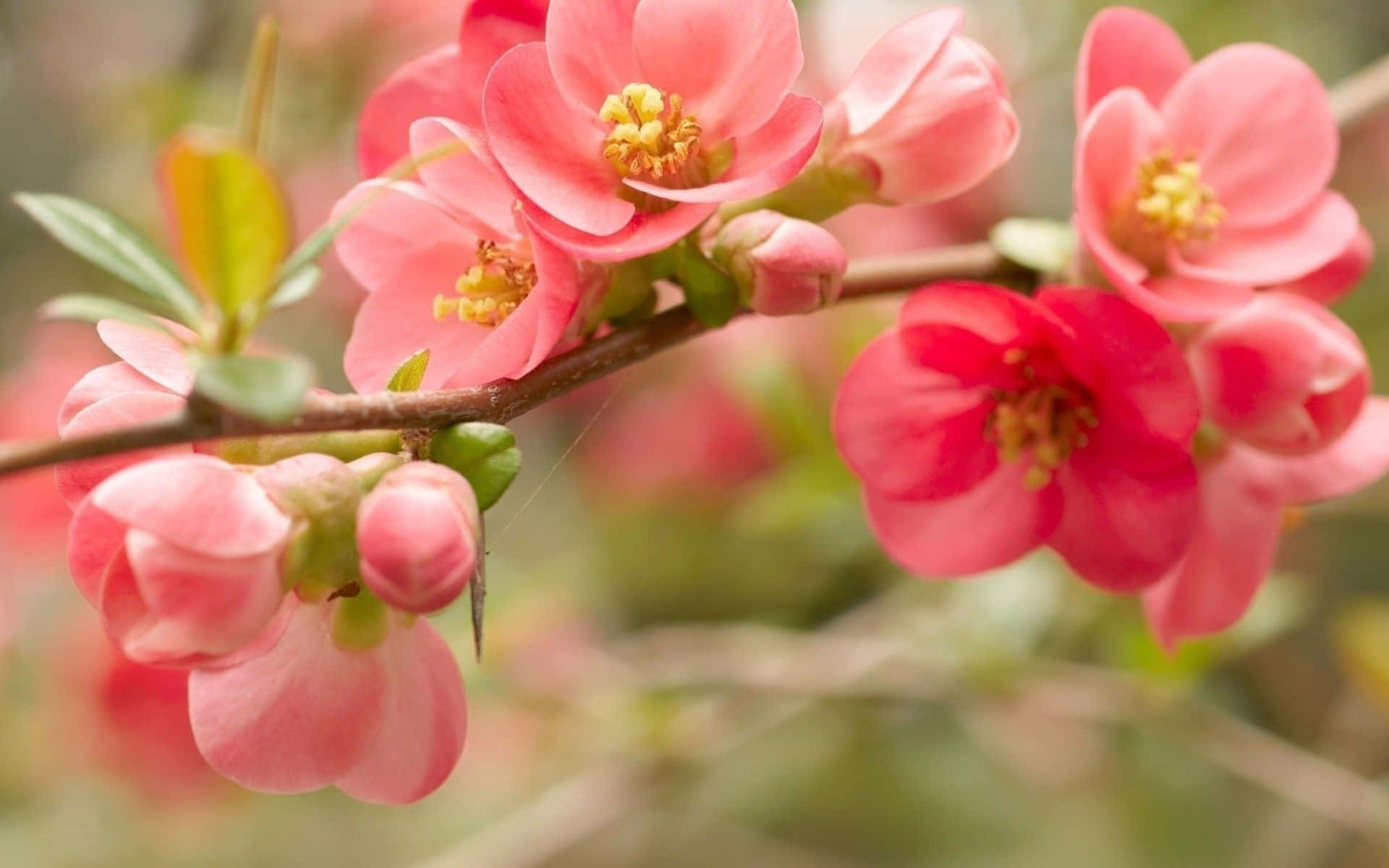 Pink Japanese Quince Flower Cute Floral