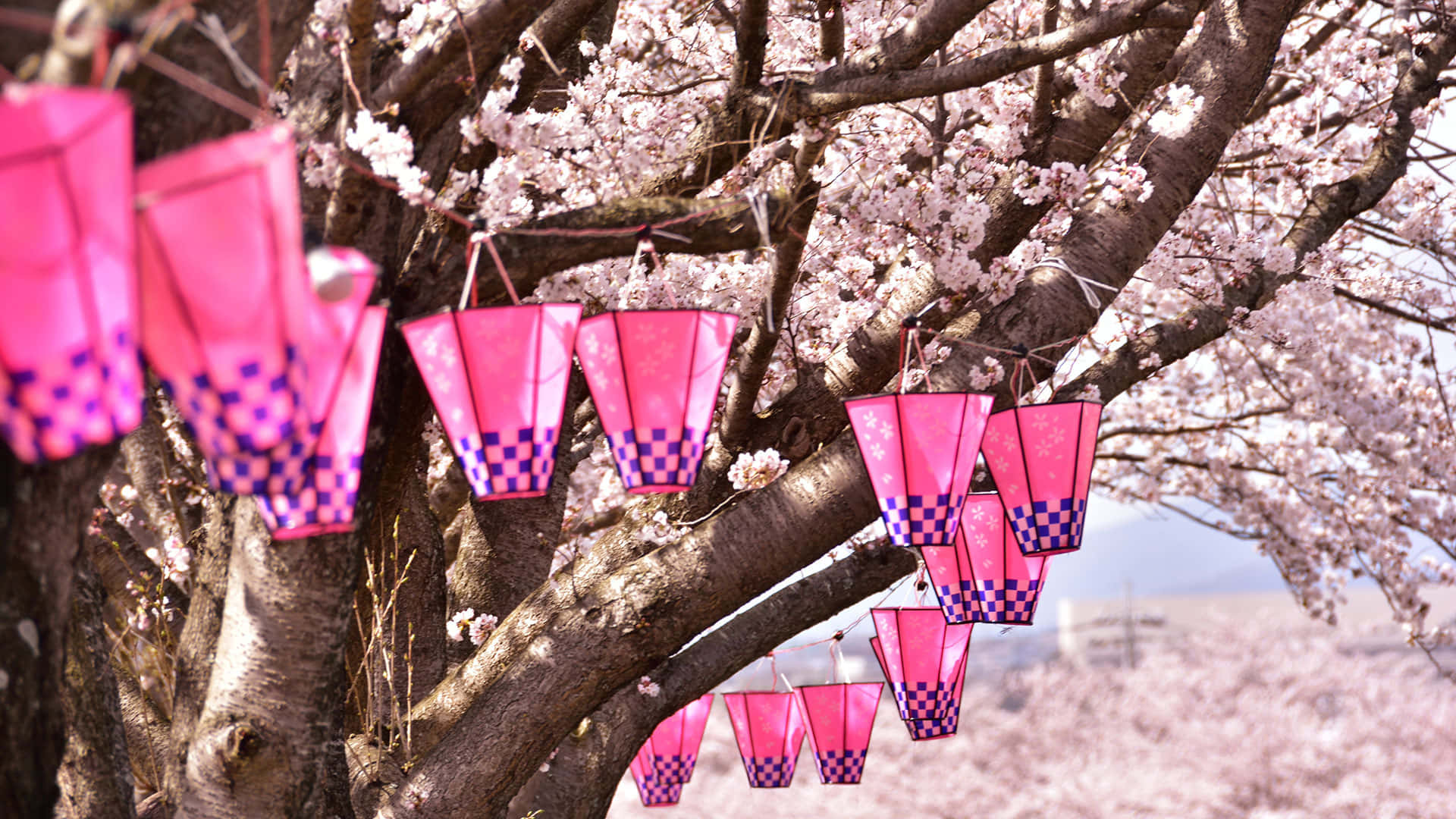 Pink Lanterns On A Cool Japanese Tree Background