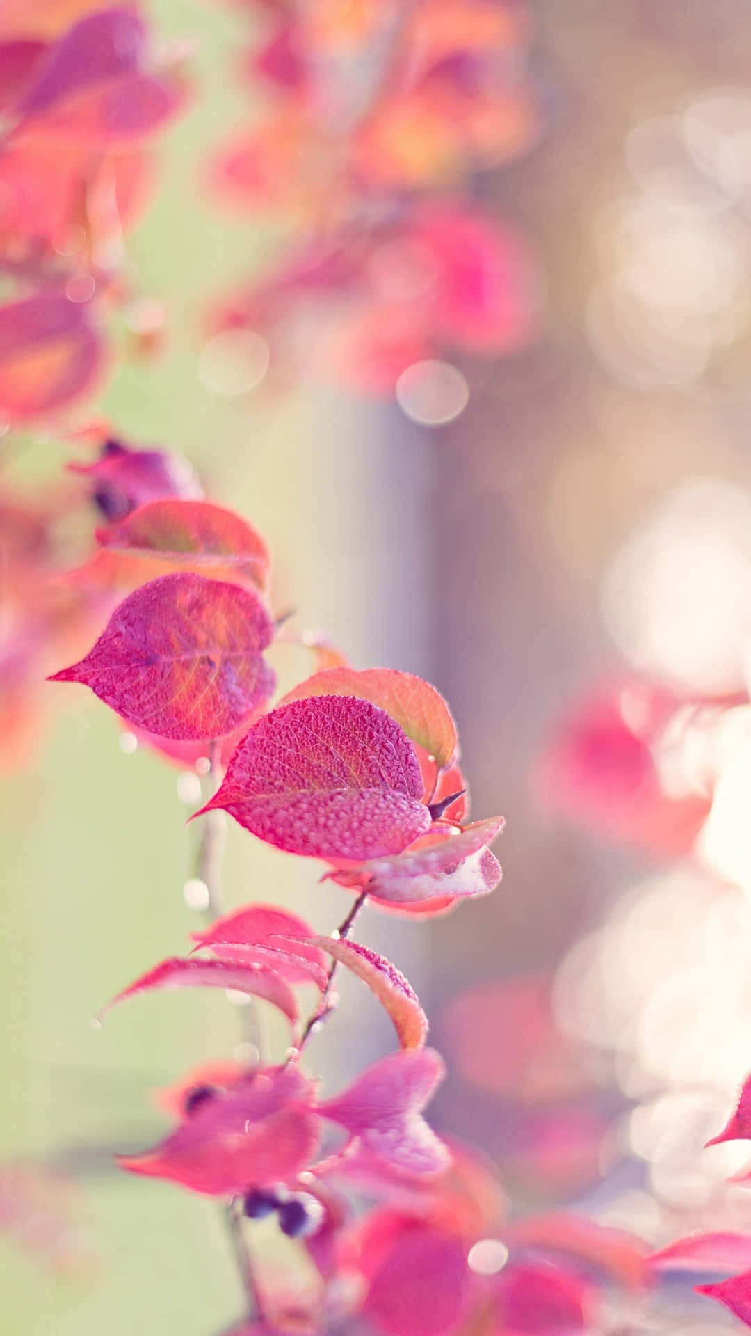 Pink Leaves For Iphone 6 Plus Background