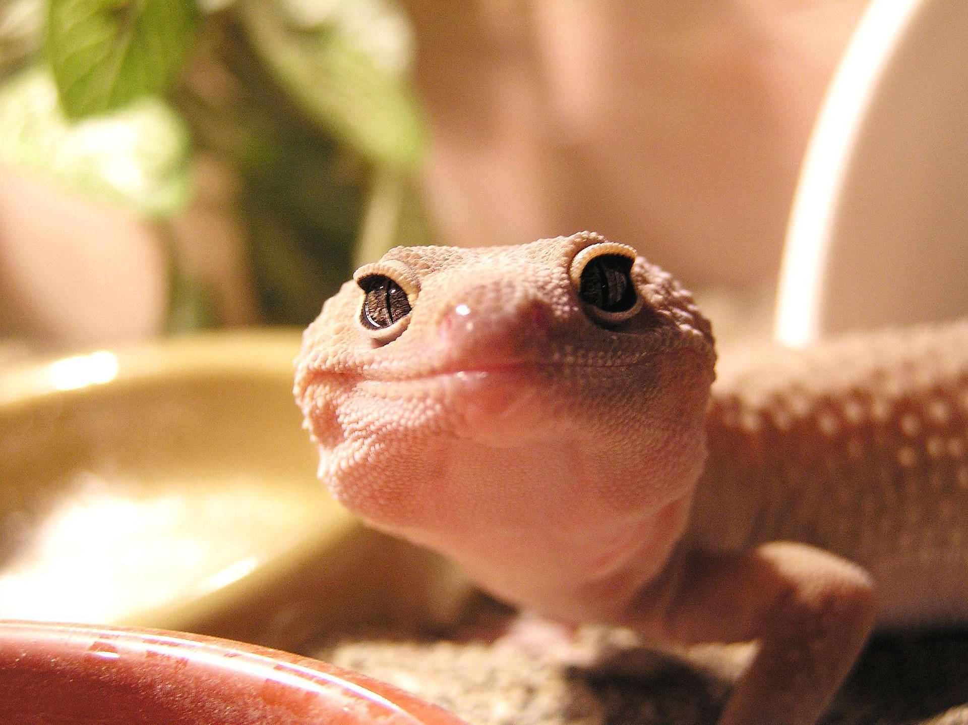 Pink Leopard Gecko Adorable Smile Background