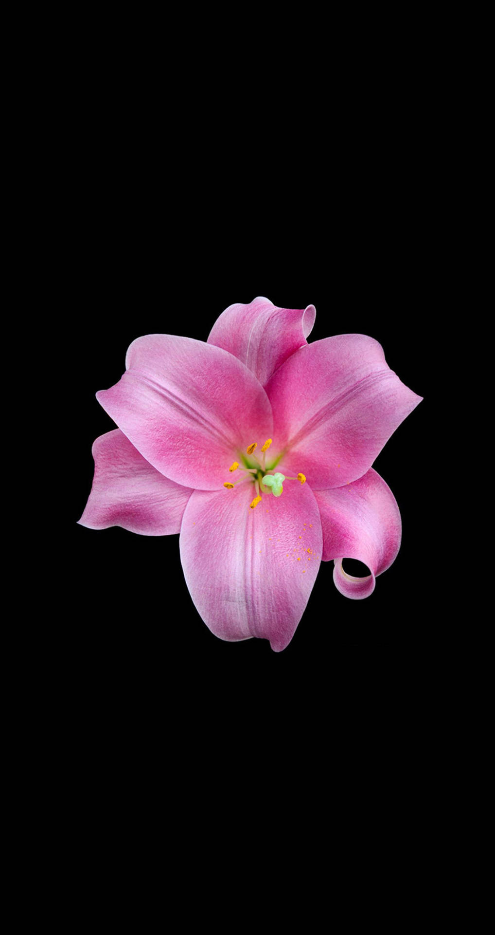 Pink Lily Flower Apple