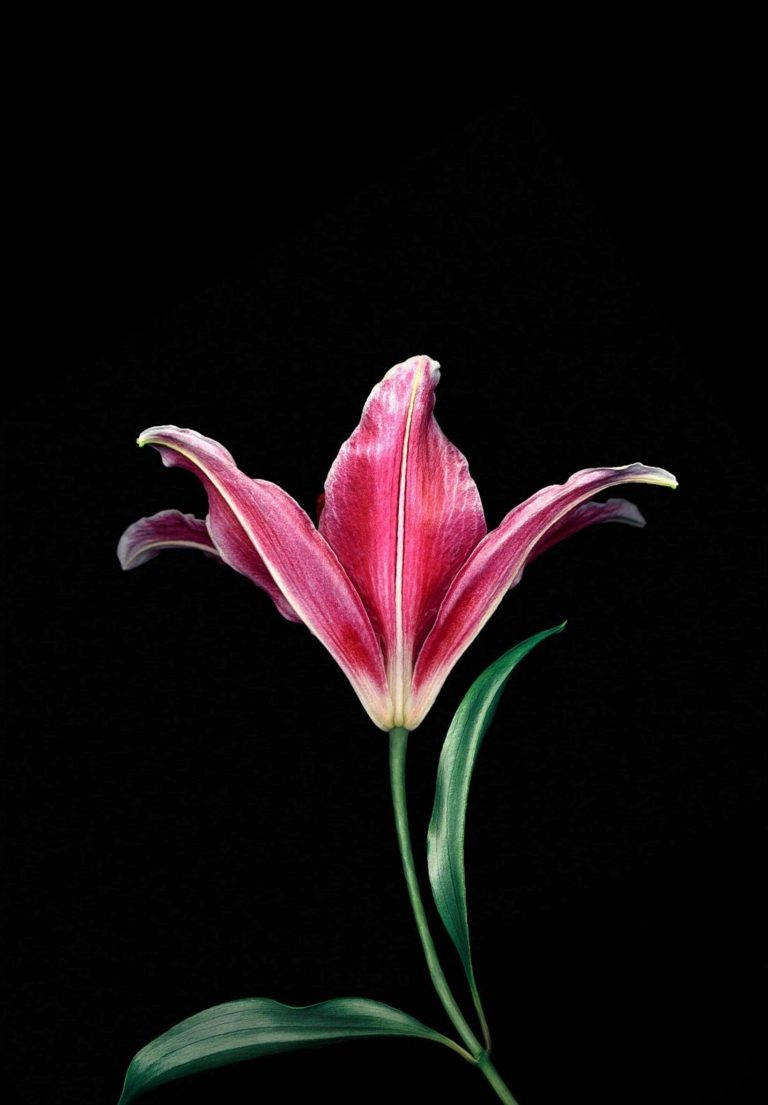 Pink Lily Ipad 2021