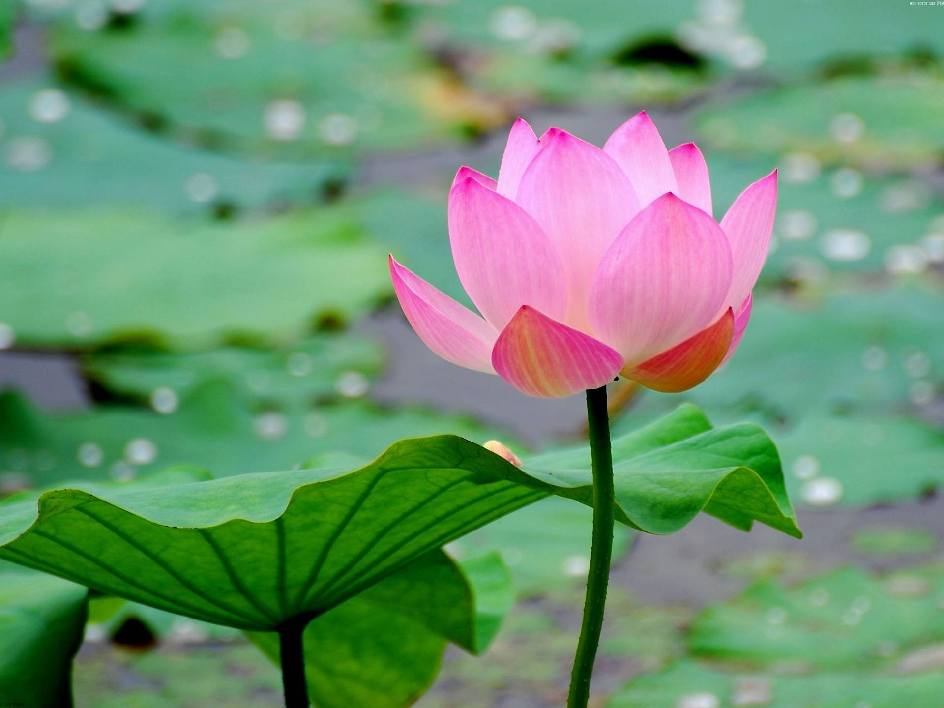 Pink Lotus All Alone Background