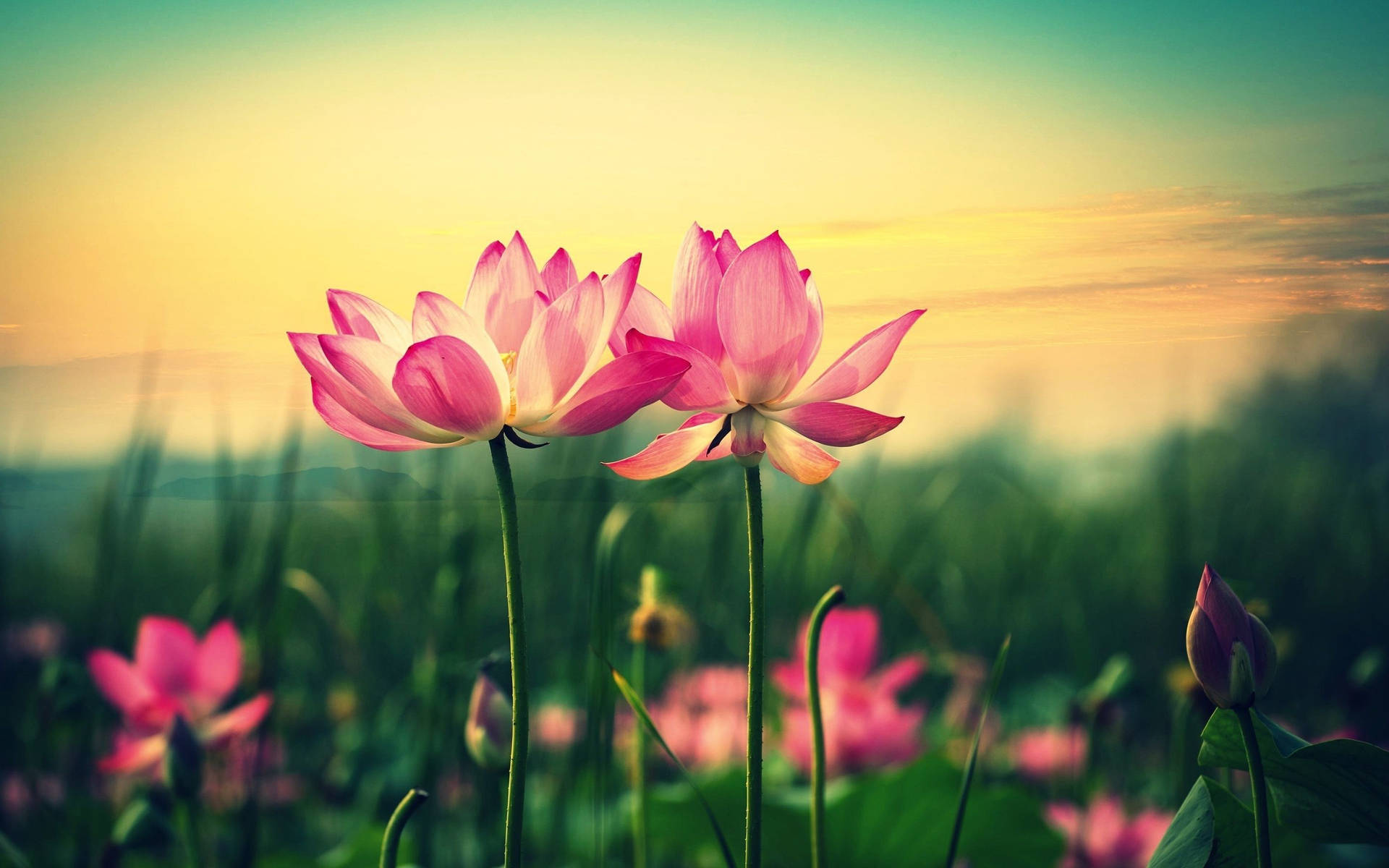 Pink Lotus Flower Desktop Background