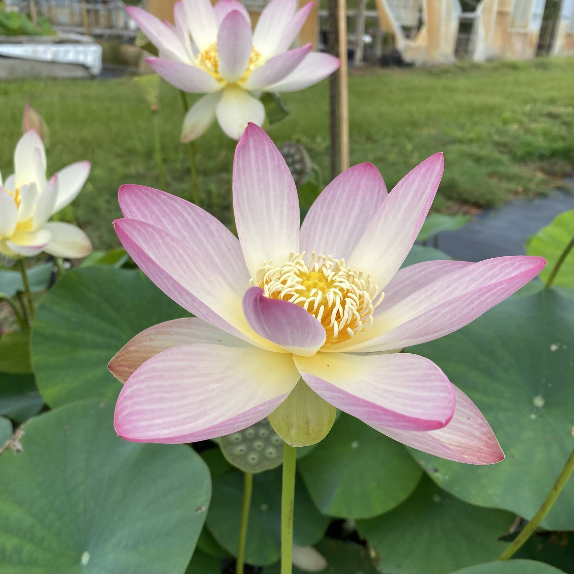 Pink Lotus Flower Background