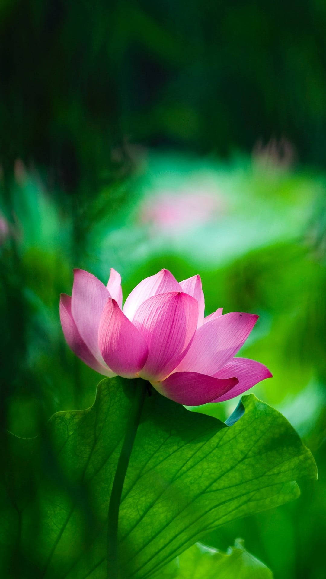 Pink Lotus Flower Mobile Background