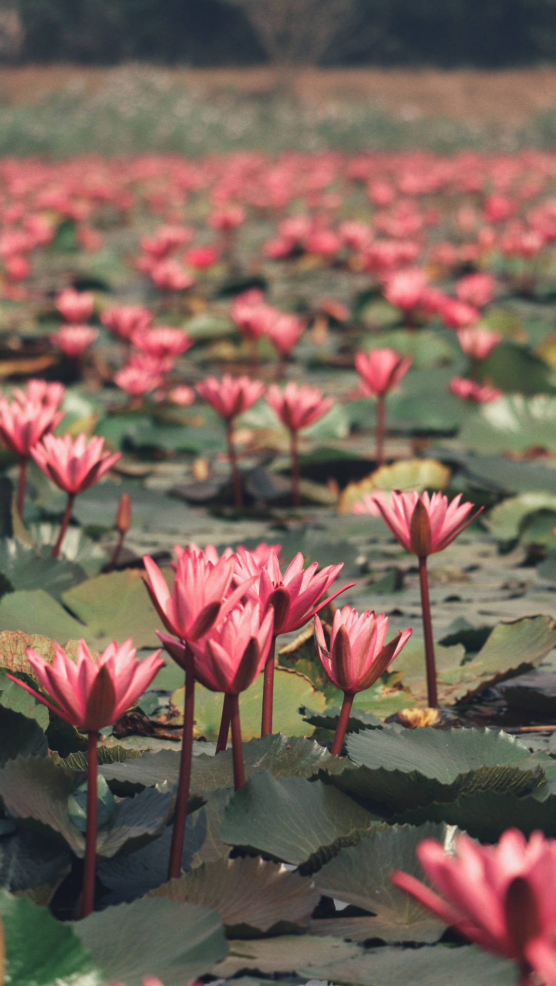 Pink Lotus Flower Plants Background