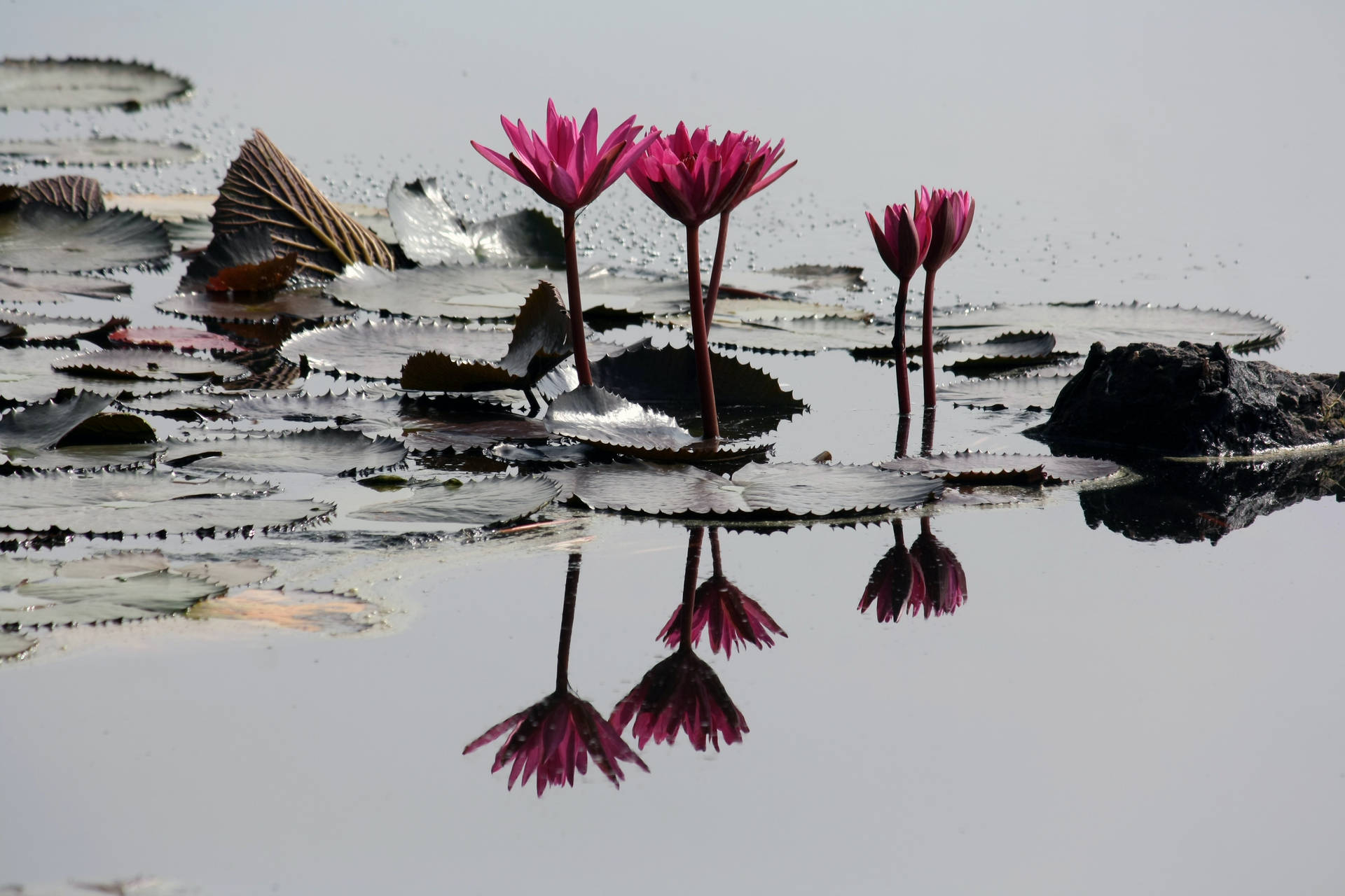 Pink Lotus Flower Pond Background