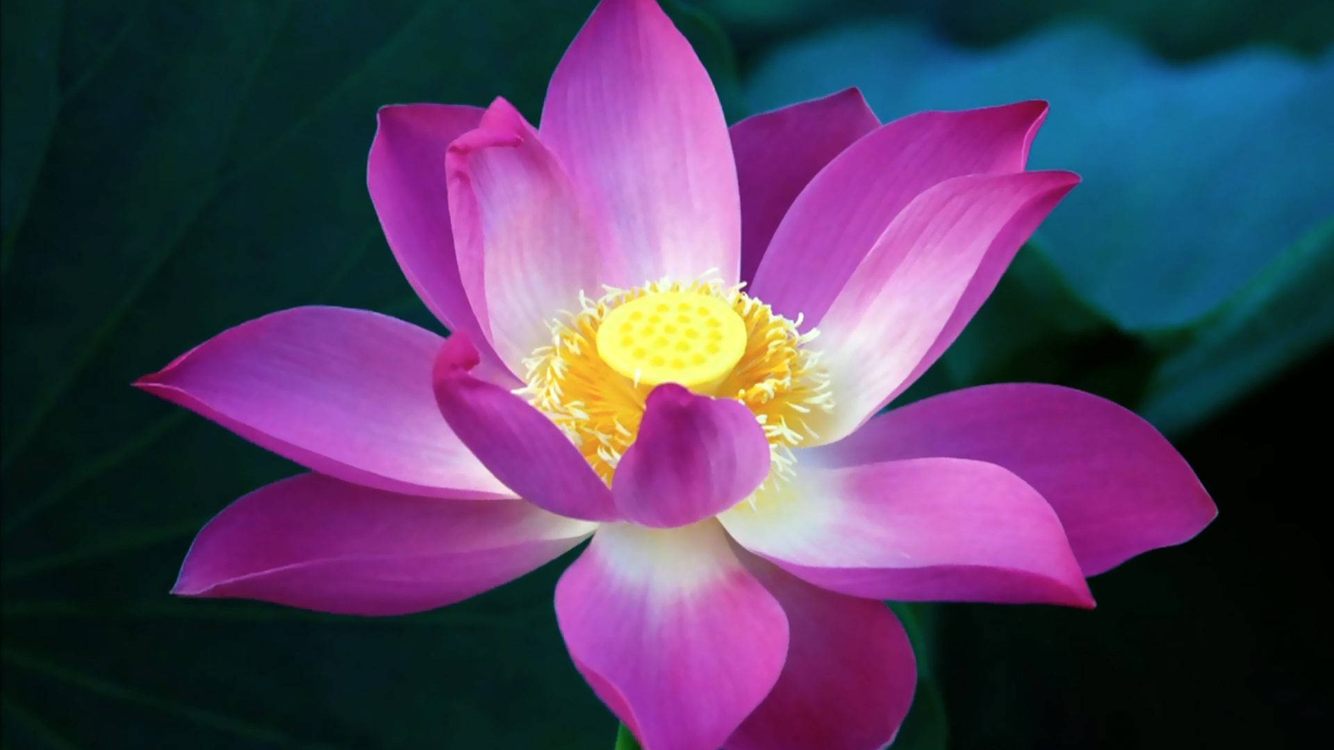 Pink Lotus Flower Smooth