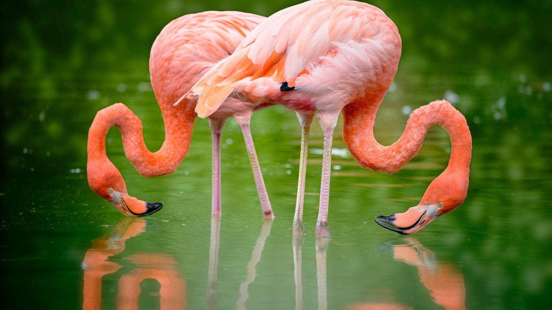 Pink Love Birds Drinking Background