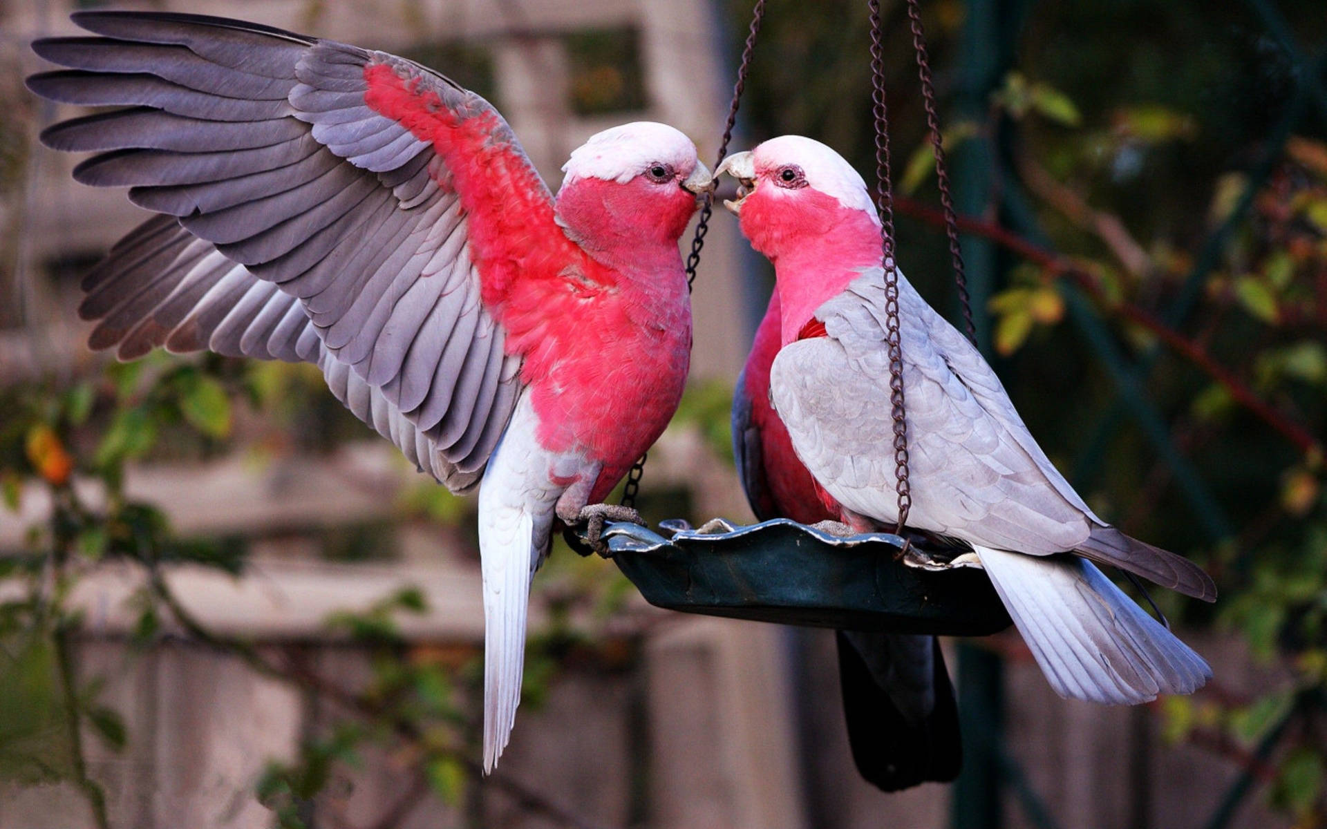 Pink Love Birds On Bird Feeder Background