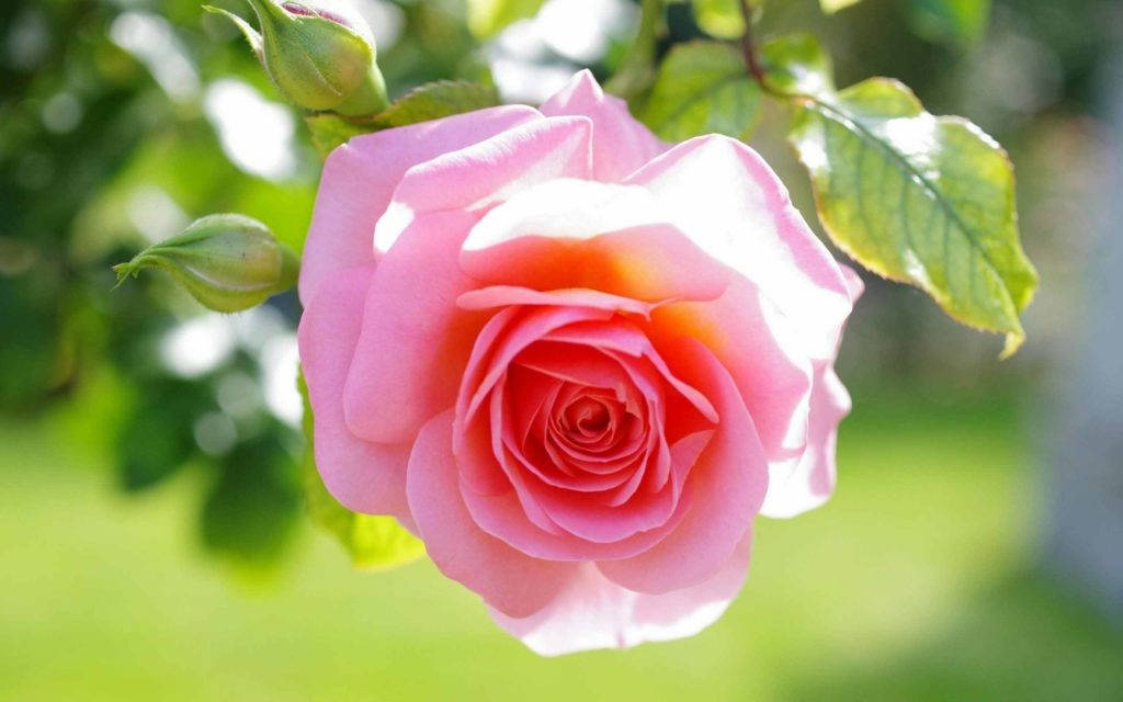 Pink Love Rose Hd