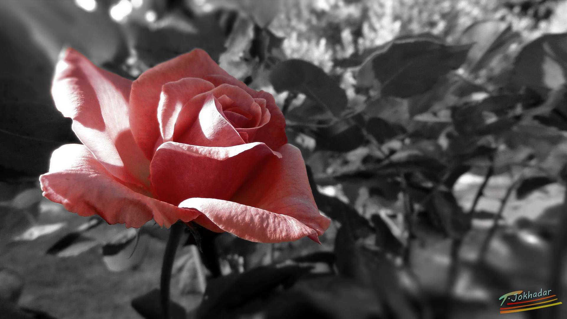 Pink Love Rose Hd In Grayscale Background