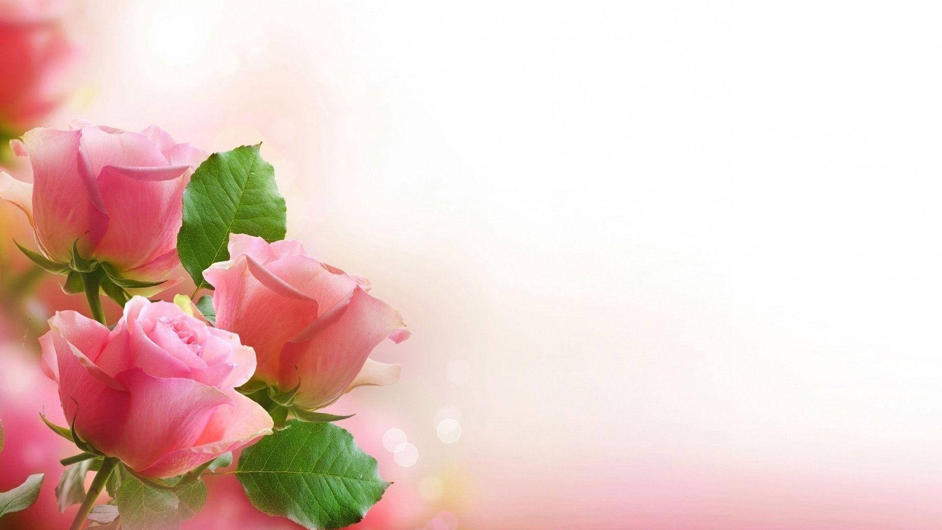 Pink Love Rose Trio Background