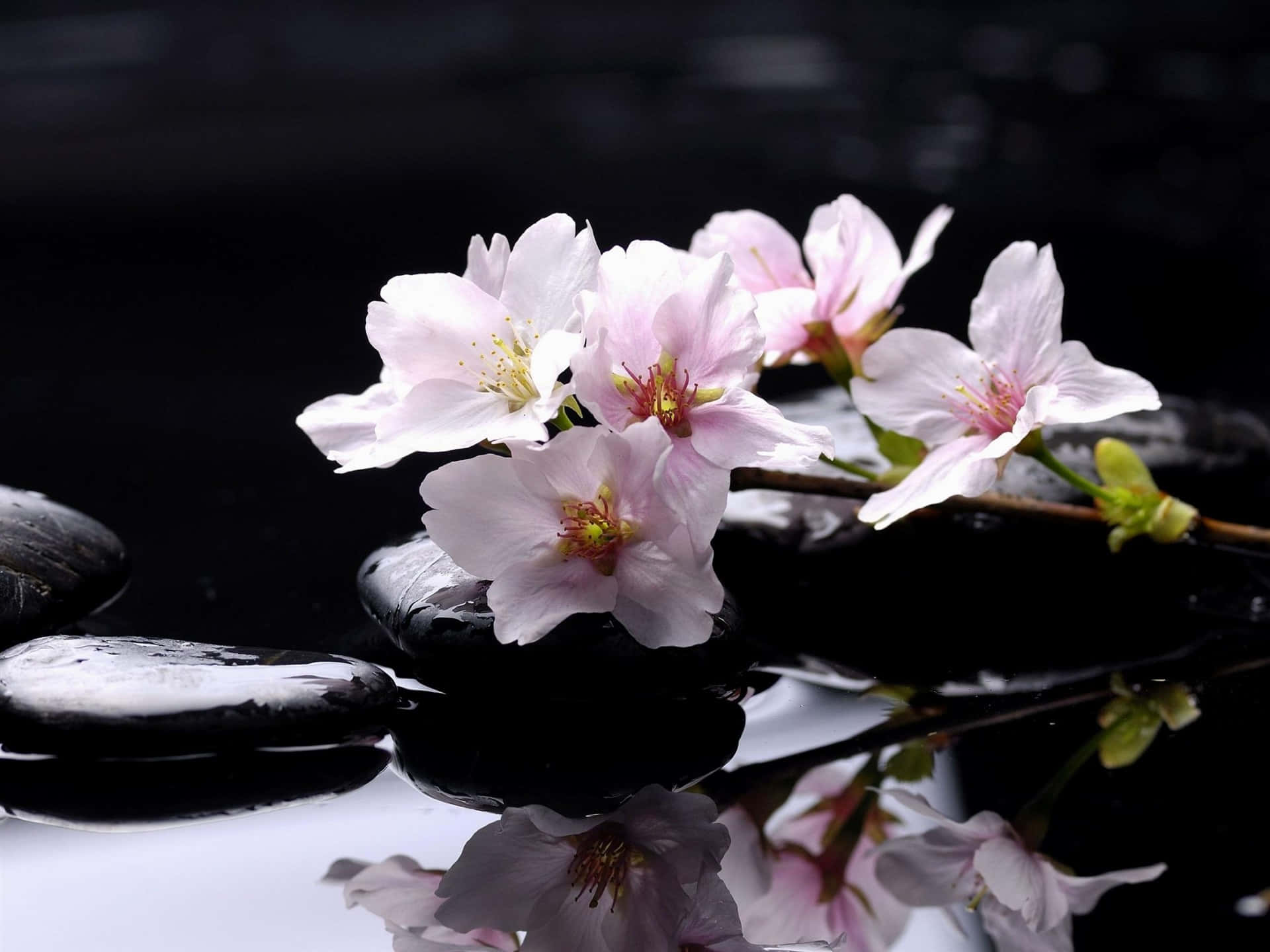 Pink Magnolia Flower And Zen Stones