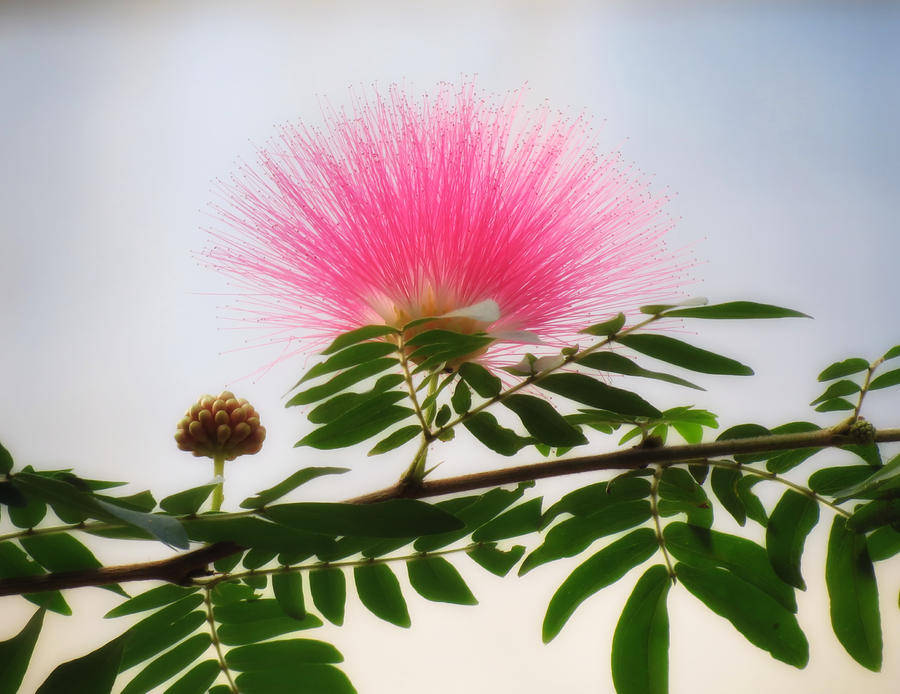 Pink Mimosa Puff Flowers Background