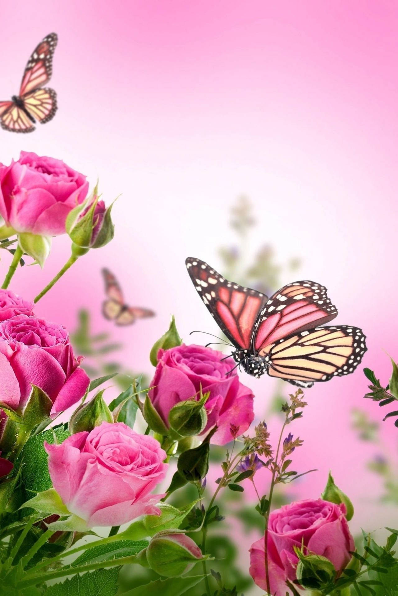 Pink Monarch Butterfly On Flower Background