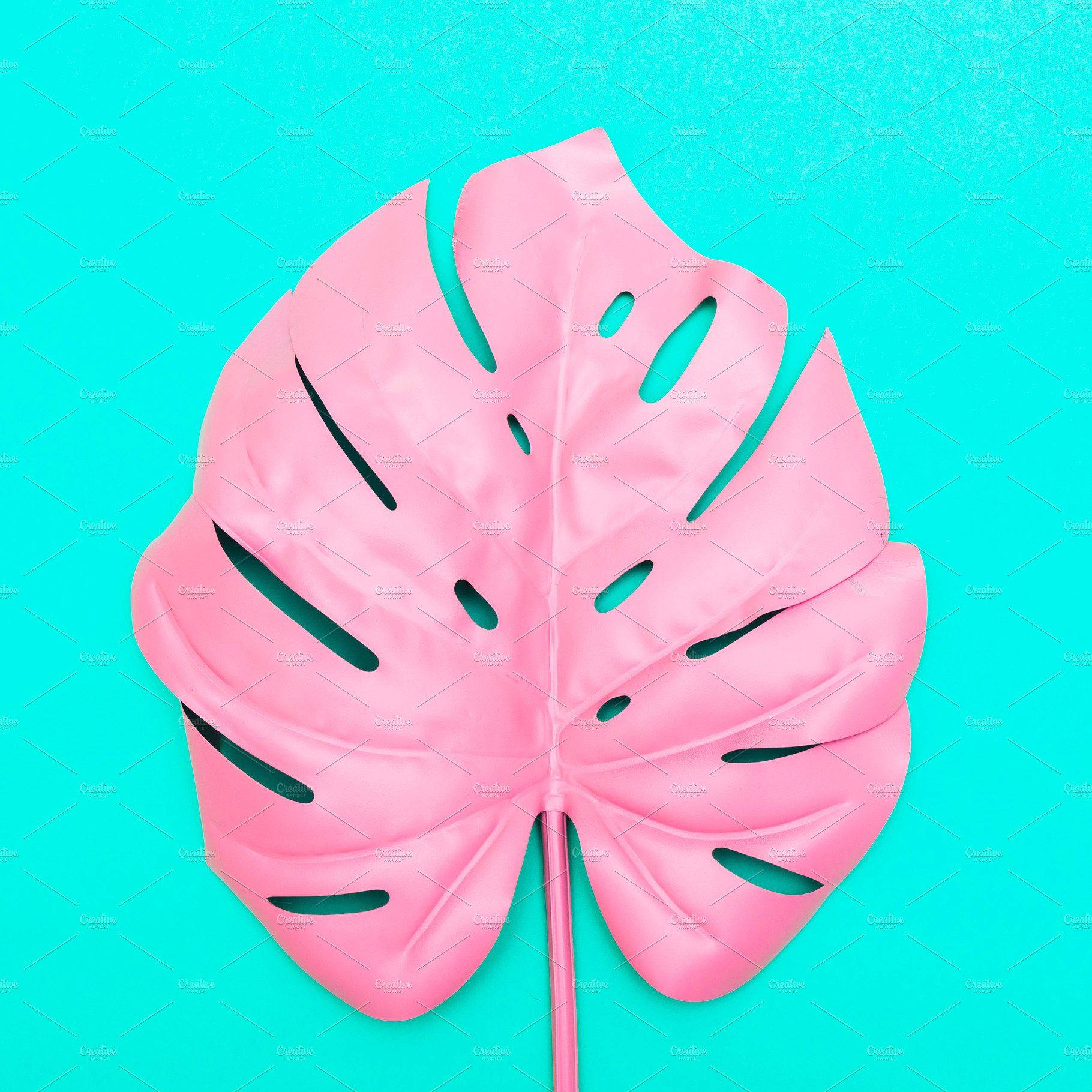 Pink Monstera Leaf Standing Out On A Vivid Blue Background