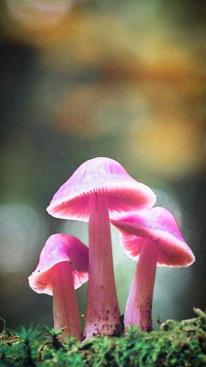 Pink Mushroom Phone Background
