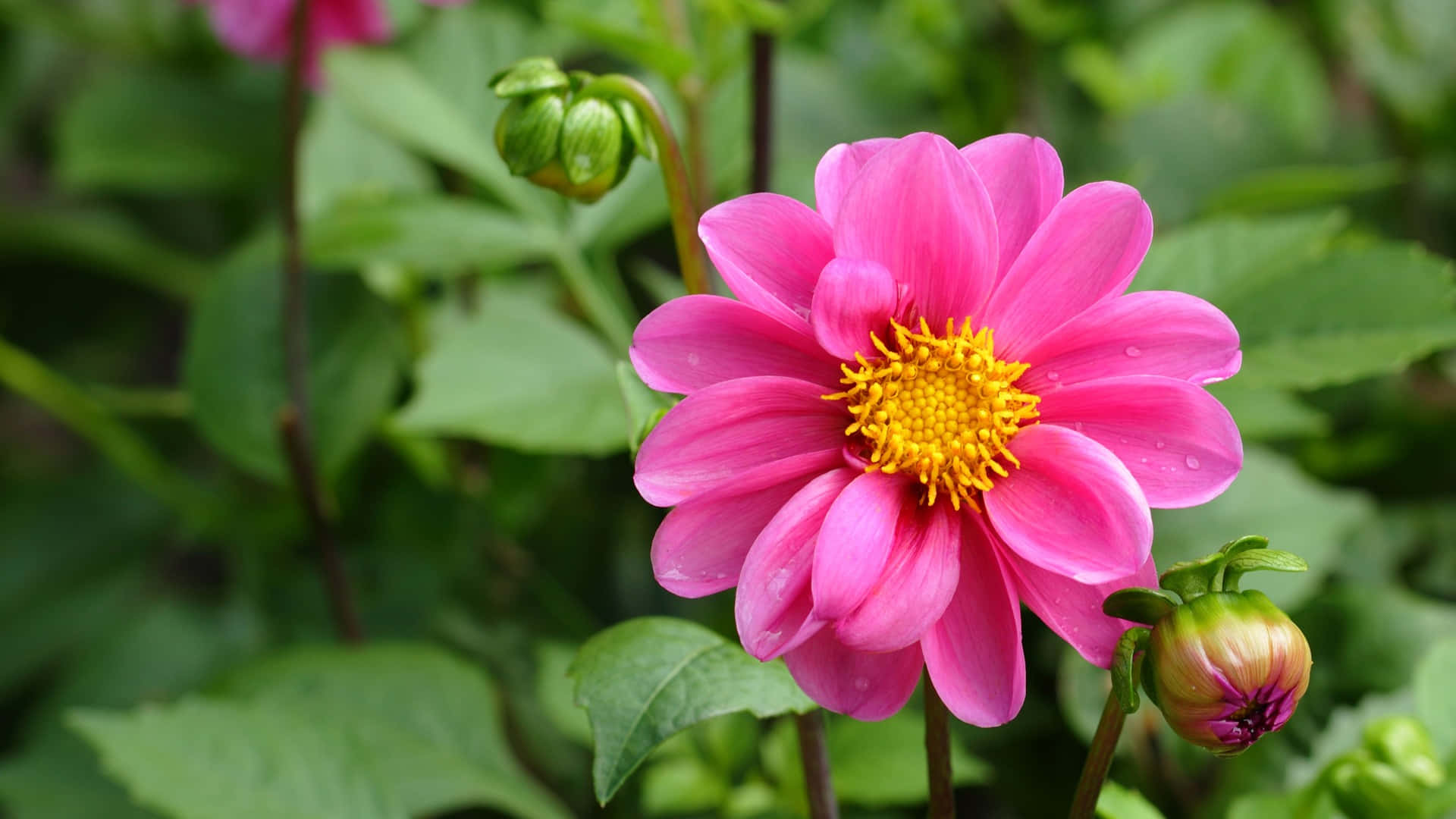 Pink Nature Flower Background