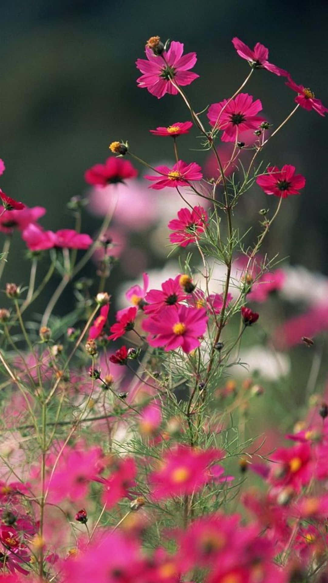 Pink Nature Flower Background