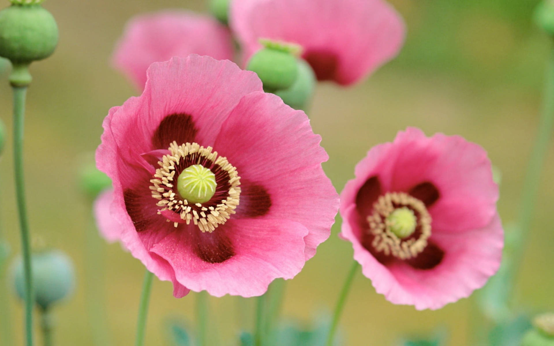 Pink Opium Poppies Background