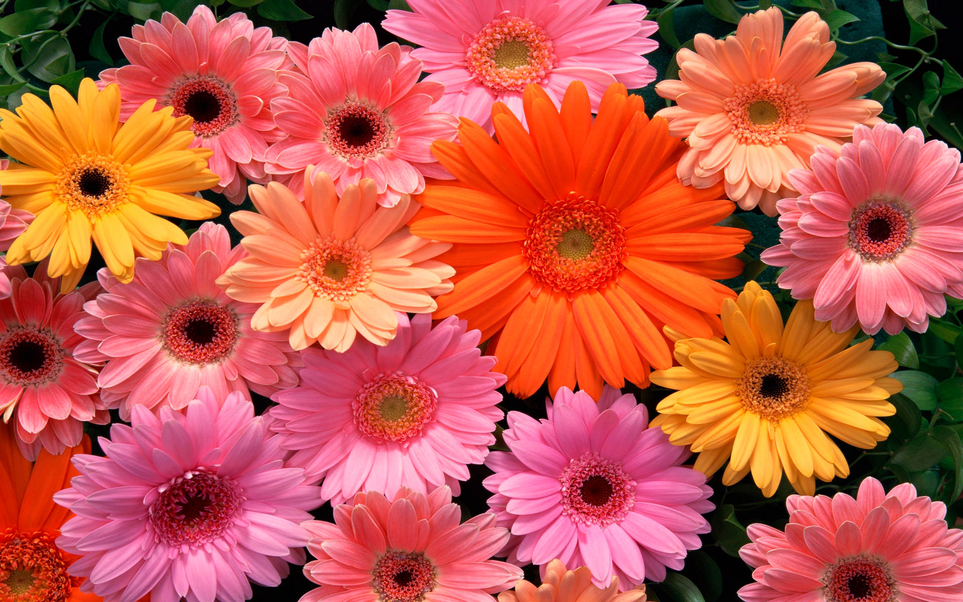 Pink, Orange And Yellow Gerbera Flowers