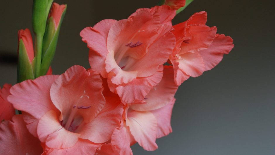 Pink Orange Gladiolus Blooms Background