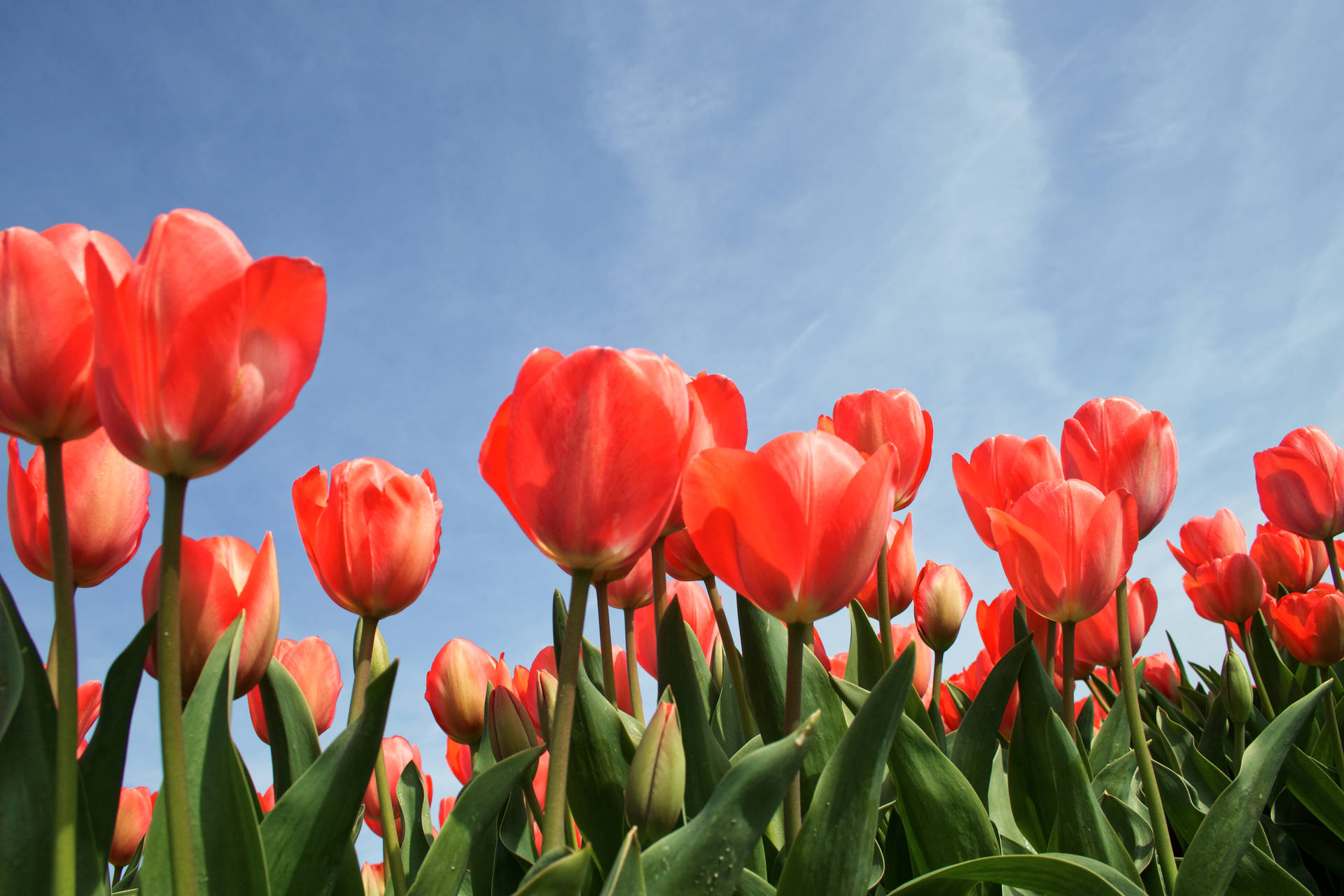 Pink Orange Tulips Background