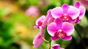 Pink Orchid Flowers Background