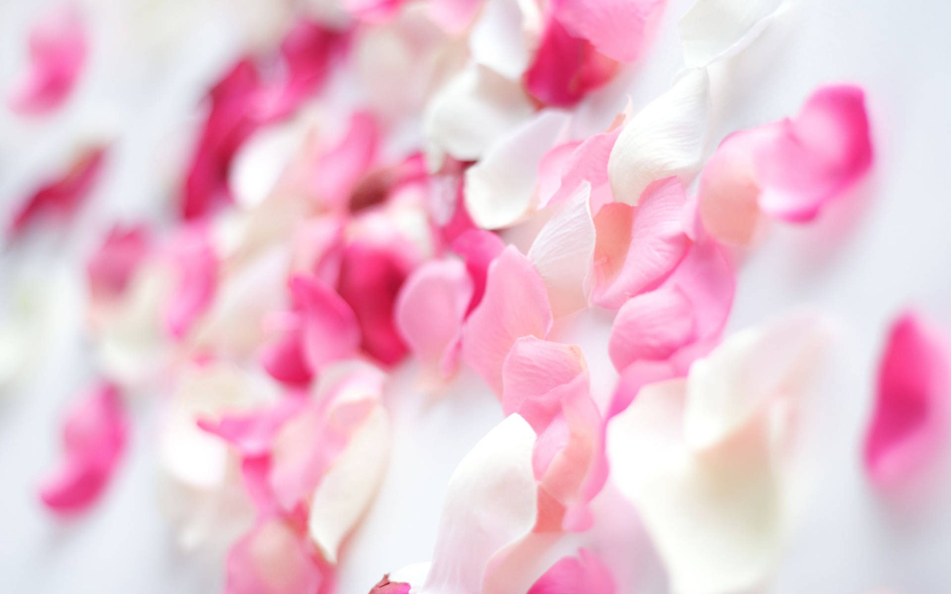 Pink Orchid Flowers Background