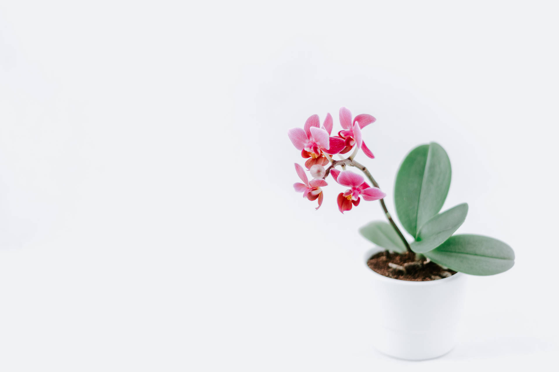 Pink Orchid On White Background Background