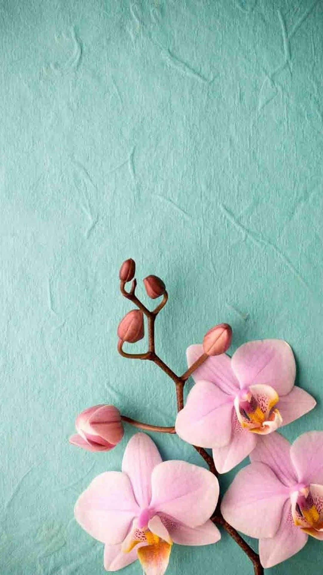 Pink Orchid Plant Phone Background