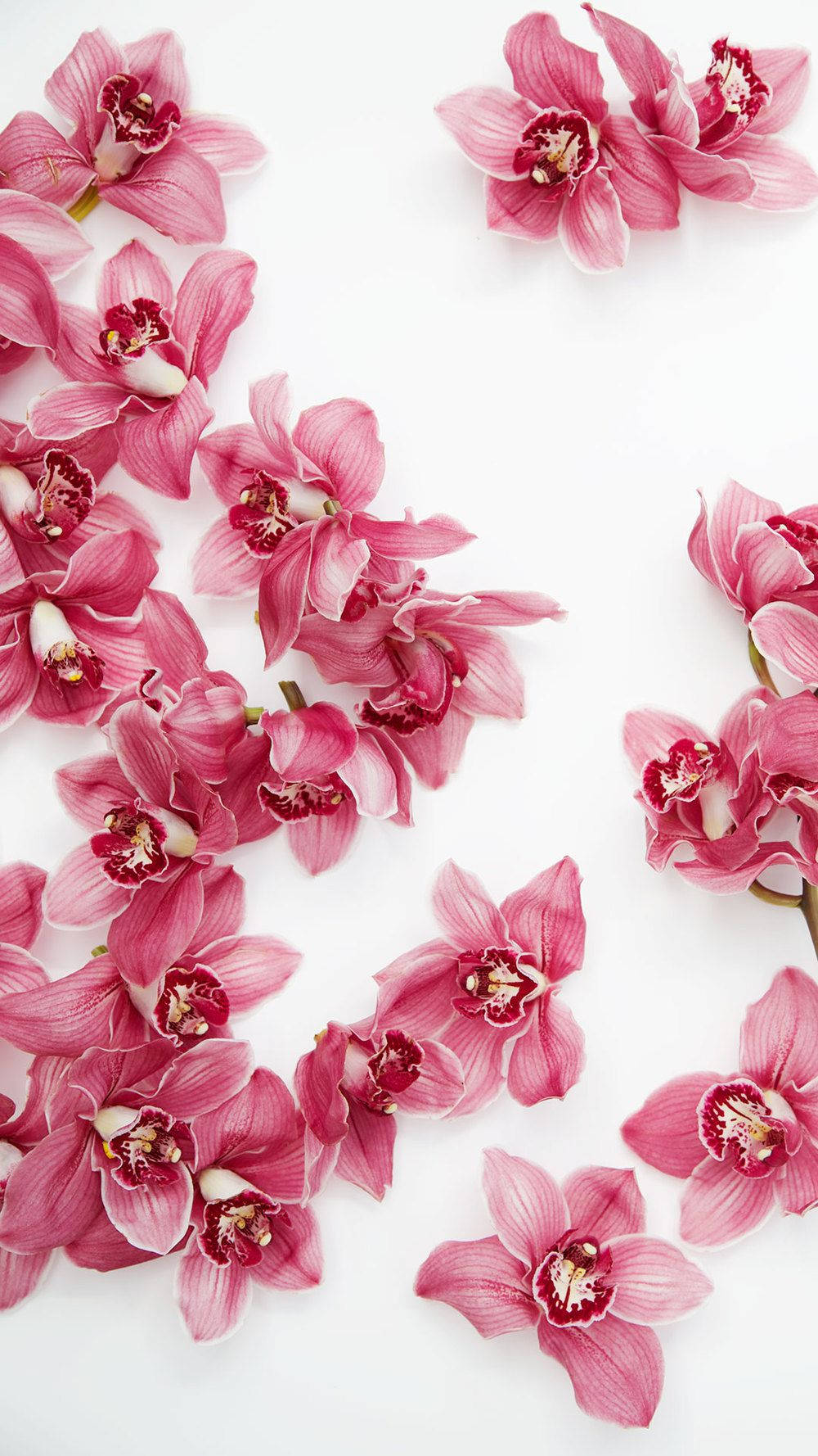 Pink Orchids Floral Iphone Background