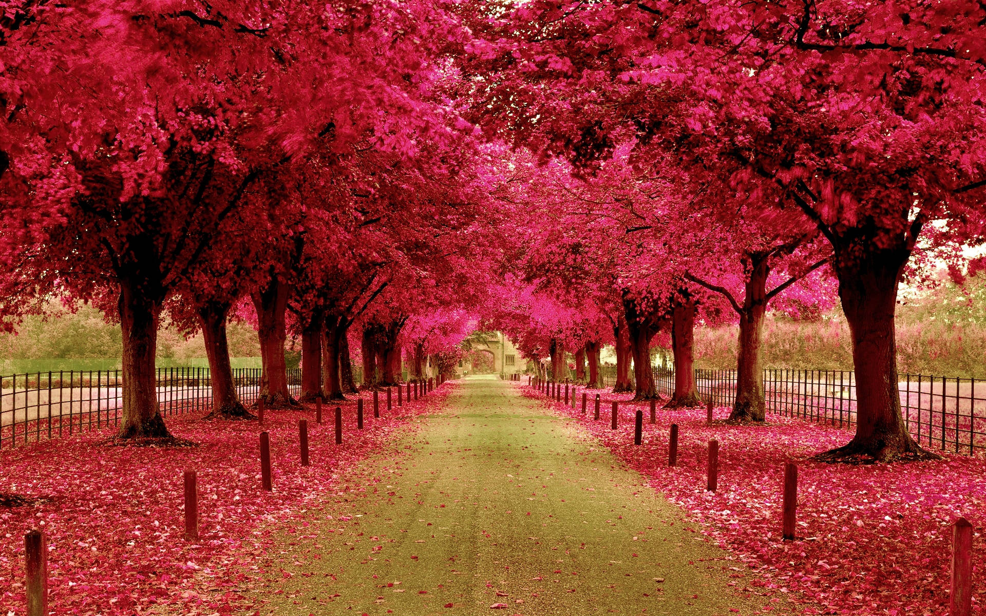 Pink Park Path