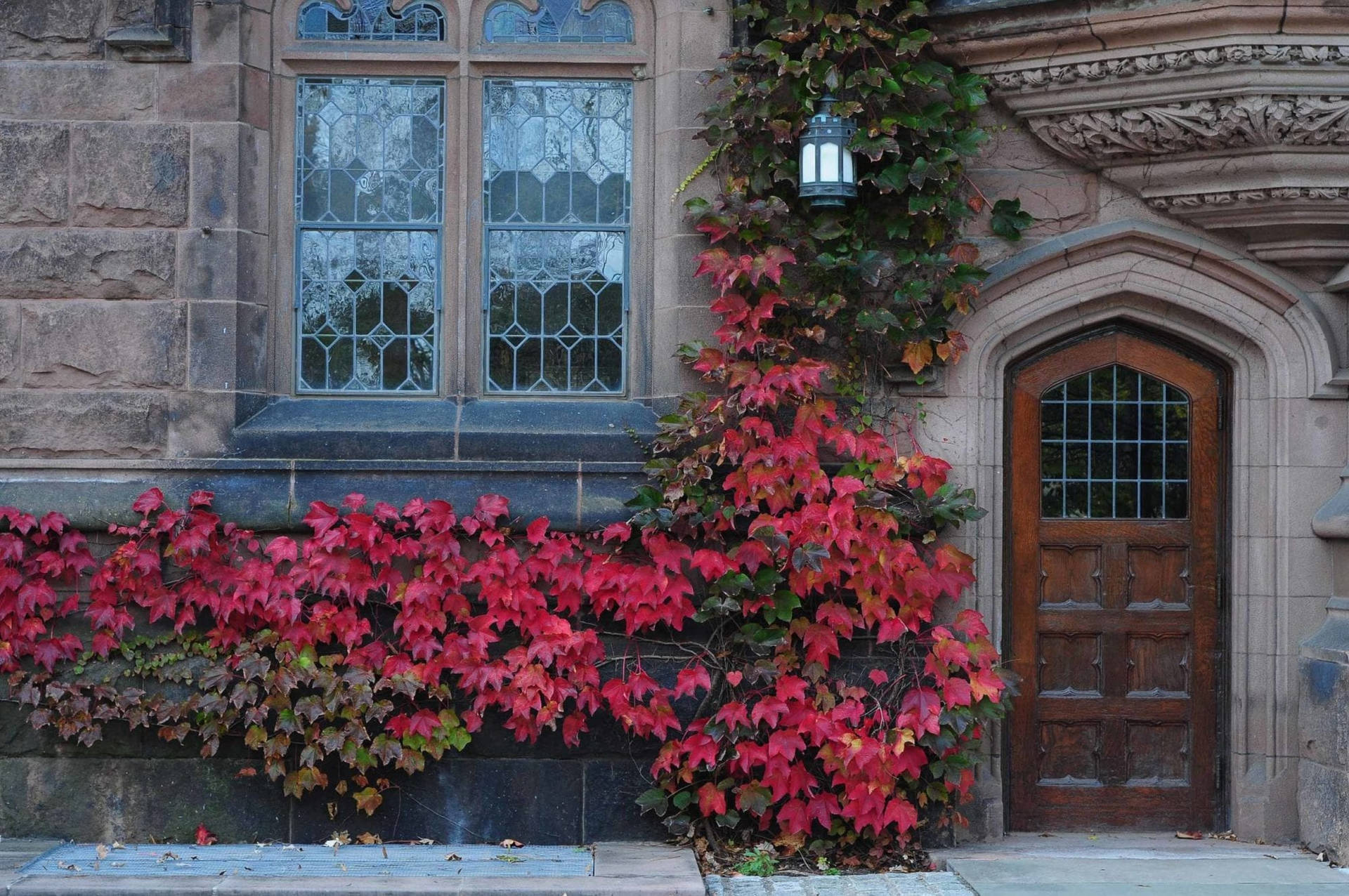 Pink Parthenocissus Quinquefolia Princeton University Background