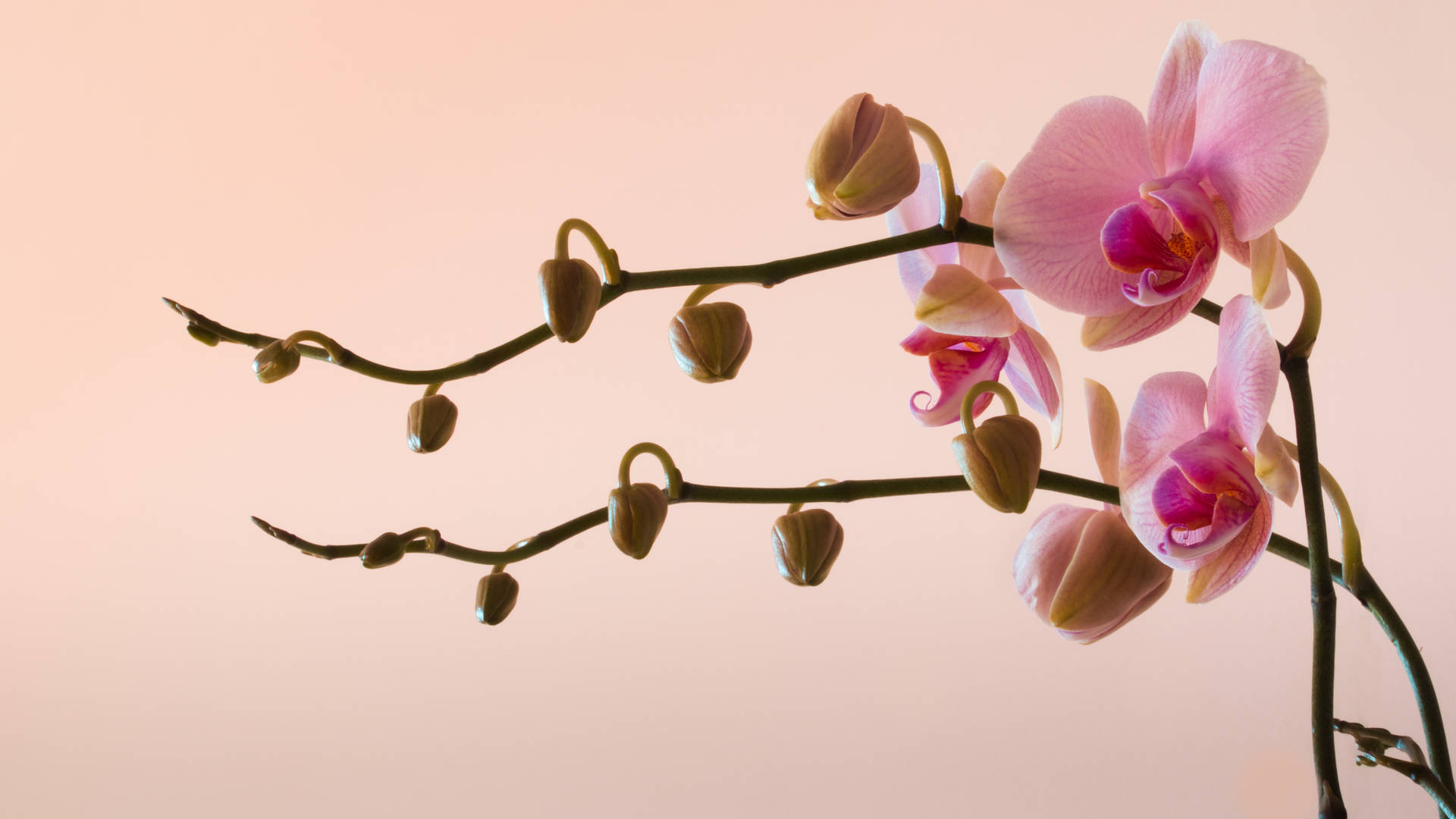 Pink Pastel Orchids Background