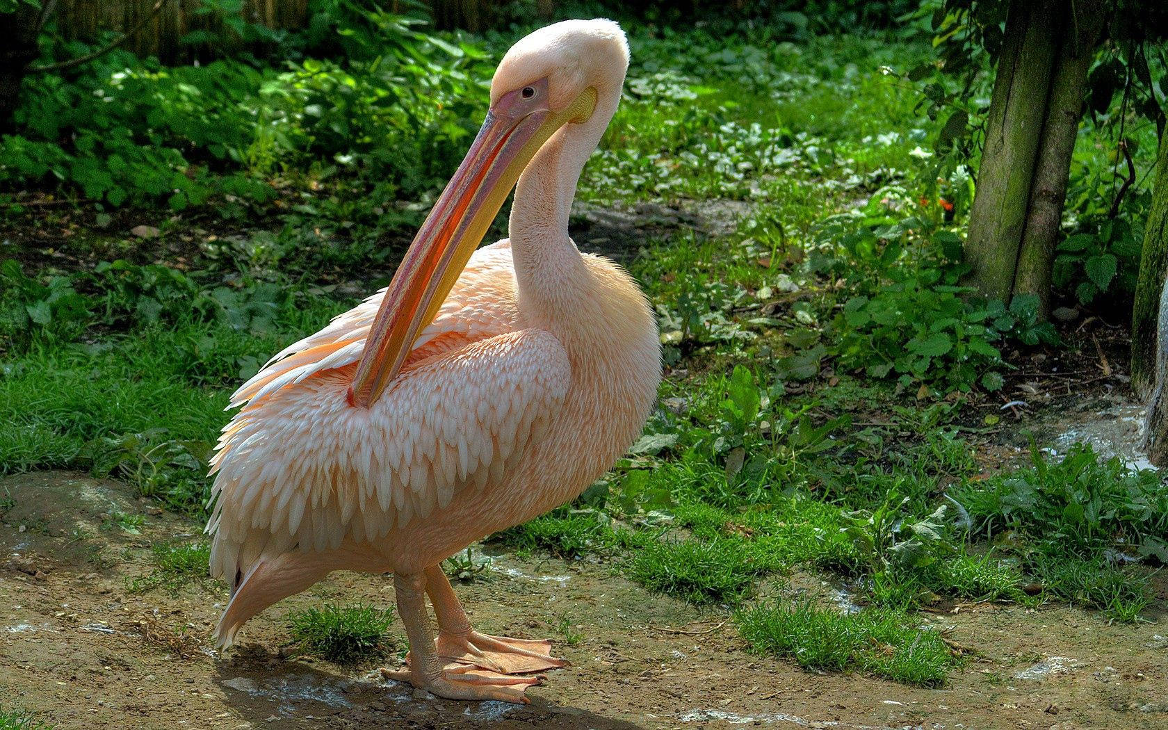Pink Pelican Beautiful Birds Background