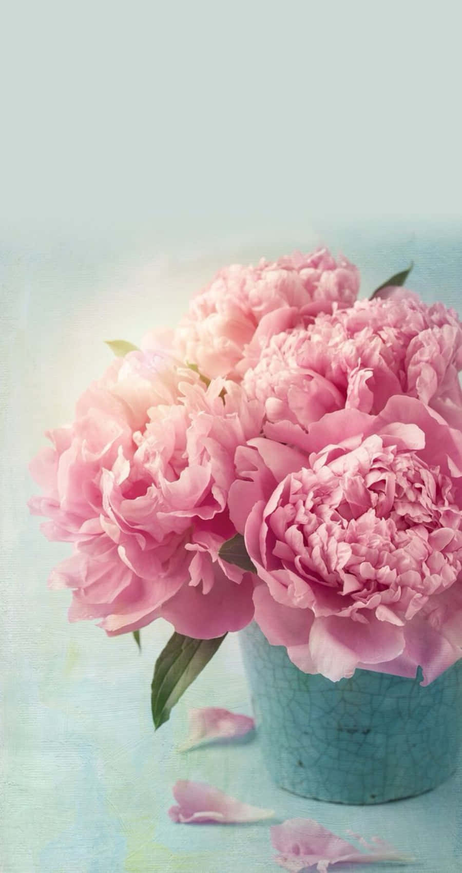 Pink Peonies In A Blue Vase Background