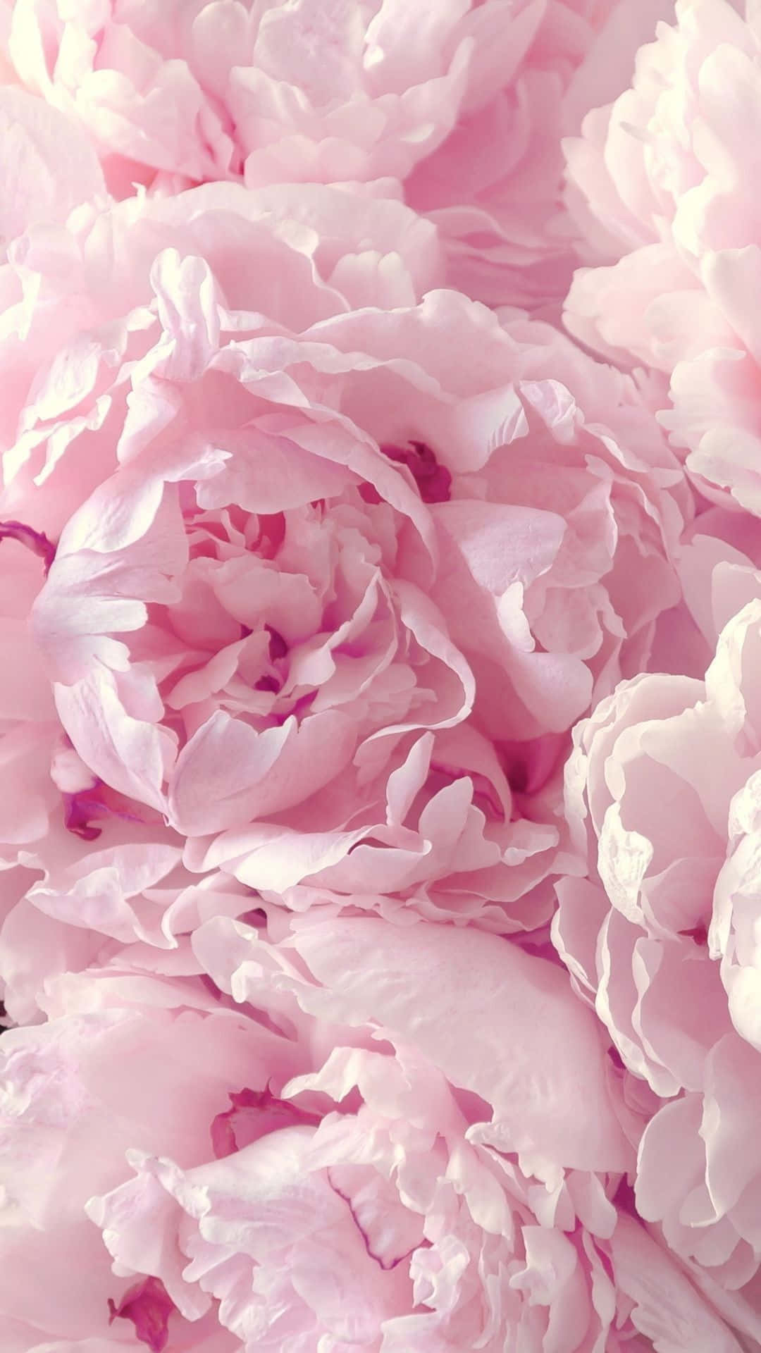 Pink Peonies In A Close Up View