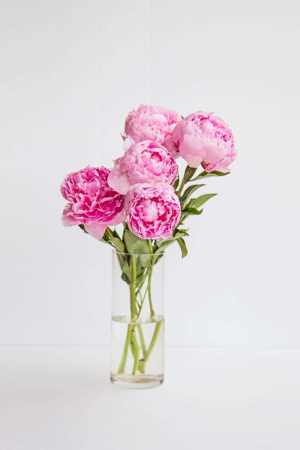 Pink Peonies In A Vase Background
