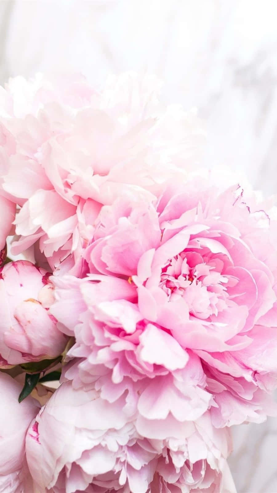 Pink Peonies In A Vase On A Marble Table