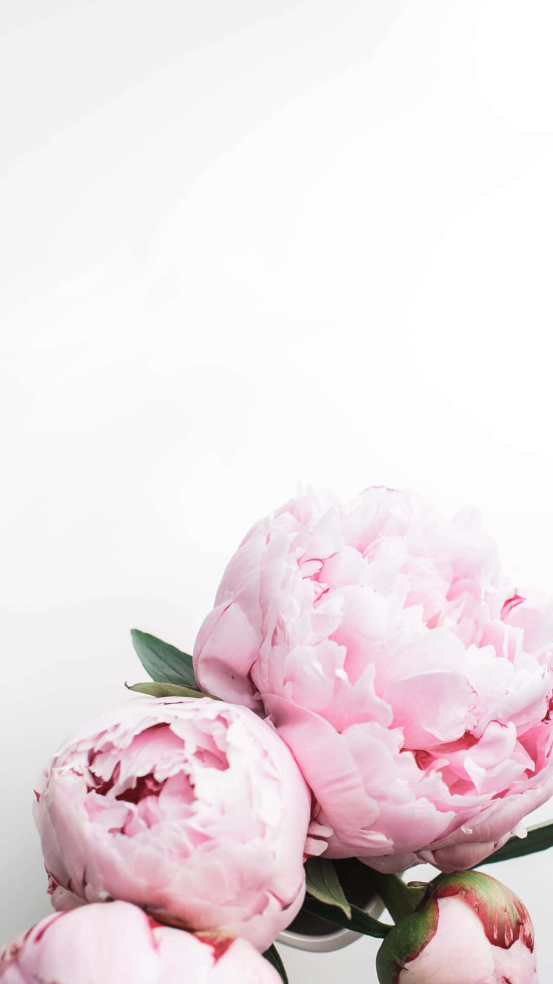 Pink Peonies In A Vase On A White Background