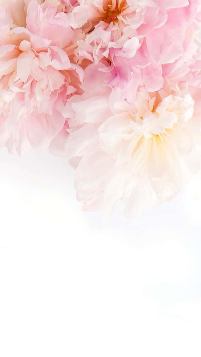 Pink Peonies On White Background Background